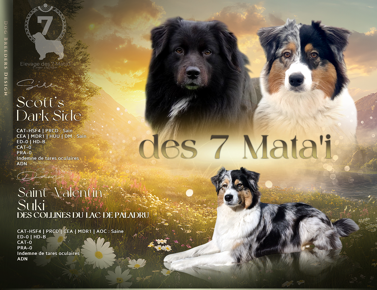 Des Sept Mata'i - Berger Australien - Portée née le 12/03/2026