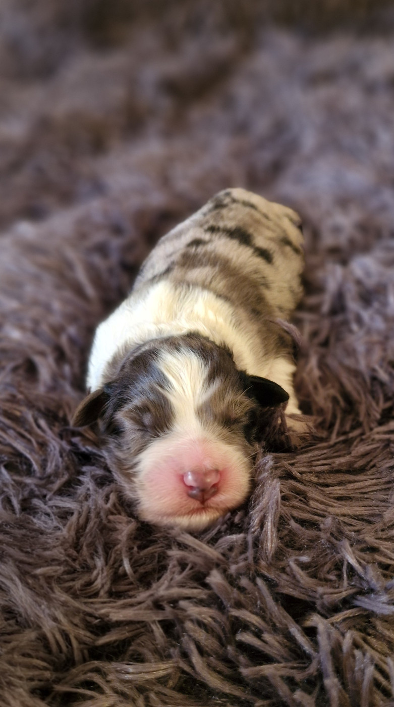 Des Sept Mata'i - Chiots disponibles - Berger Australien