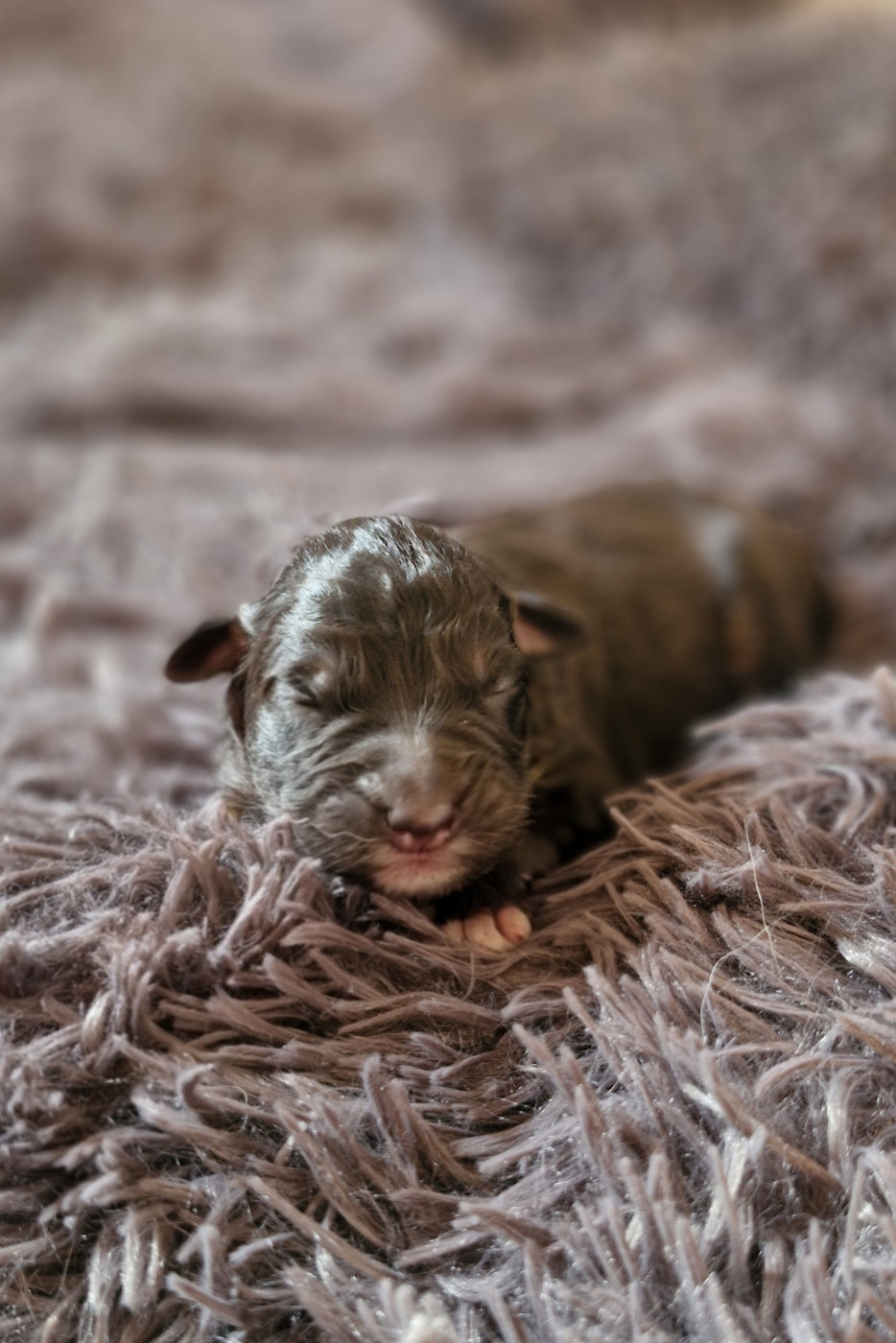 Des Sept Mata'i - Chiots disponibles - Berger Australien