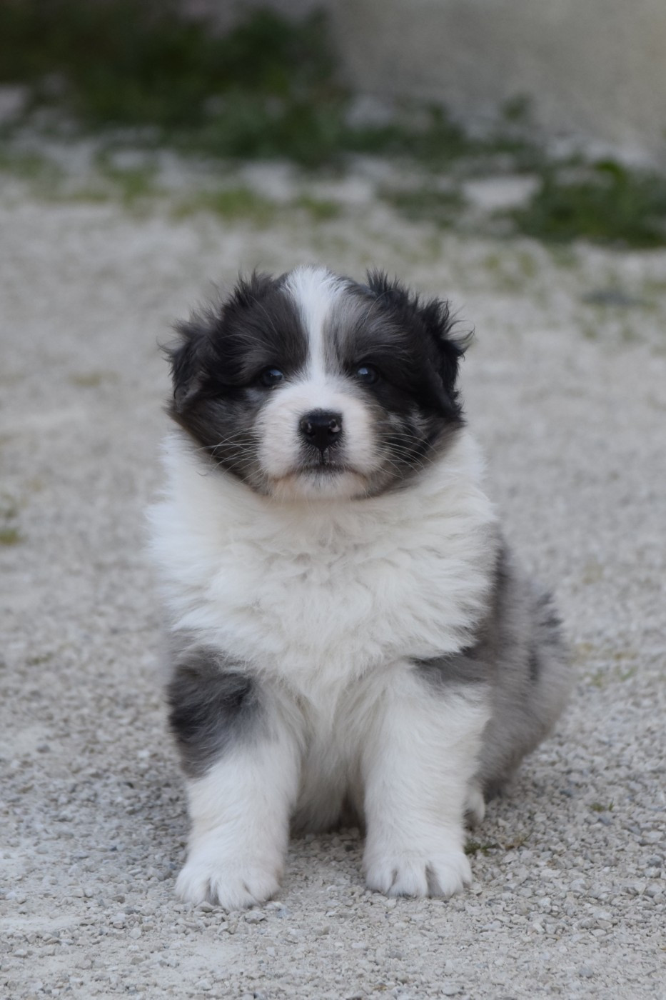 Des Sept Mata'i - Chiots disponibles - Berger Australien