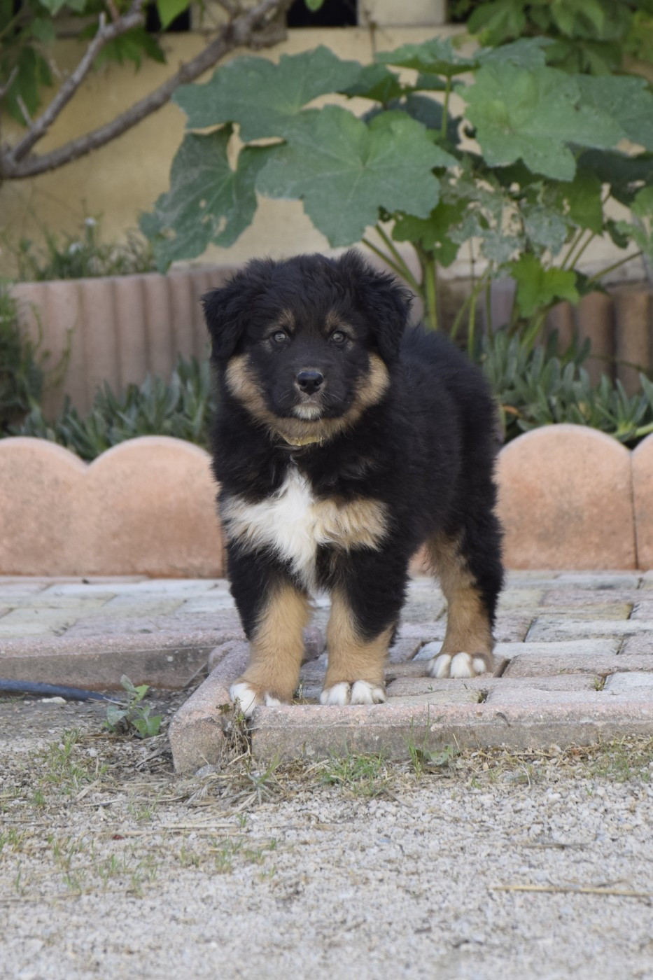 Des Sept Mata'i - Chiots disponibles - Berger Australien